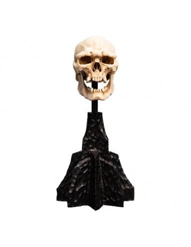 El Señor de los Anillos Estatua Skull of a Mordor Orc 14 cm