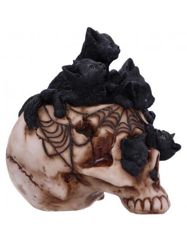 SKULL CRANIAL LITTER