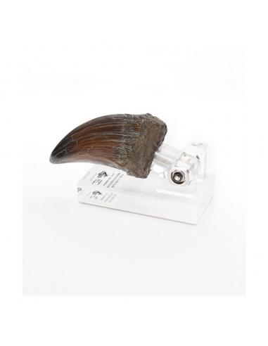 Toynami Jurassic Park Estatua T-Rex Hand Claw 13 cm